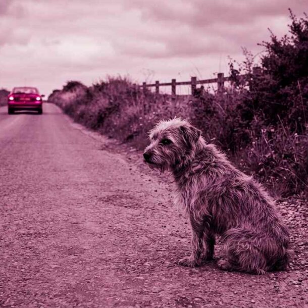 Nova lei para abandono de animais com carro