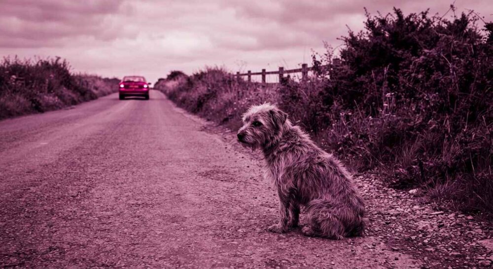 Nova lei para abandono de animais com carro